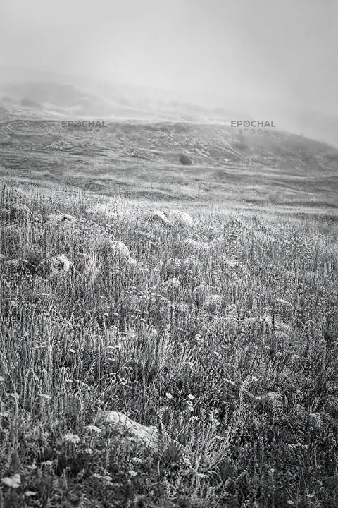 Sunny chalk meadow with wild plants and rolling hills - AI-generated stock image