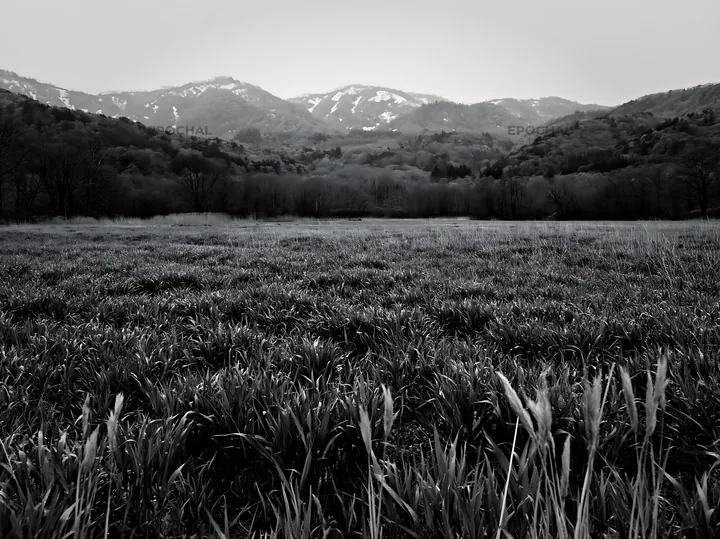 Black and white iwate rain refreshed meadow seedhead foreground - AI-generated stock image