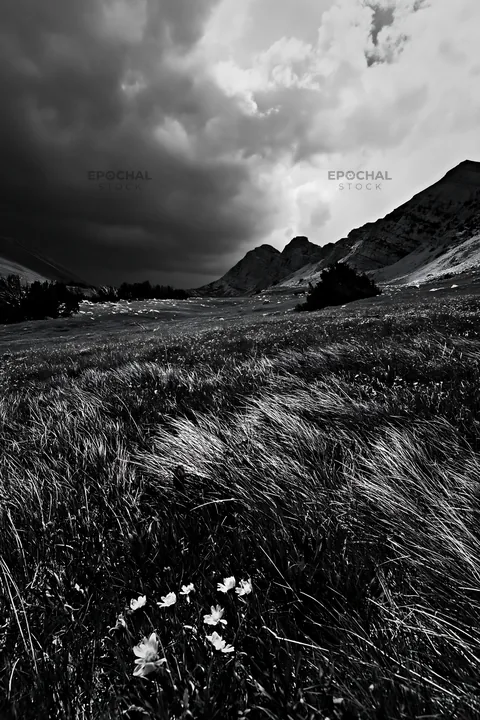 Black and white mountain pass meadow with grass and yellow flowers - AI-generated stock image