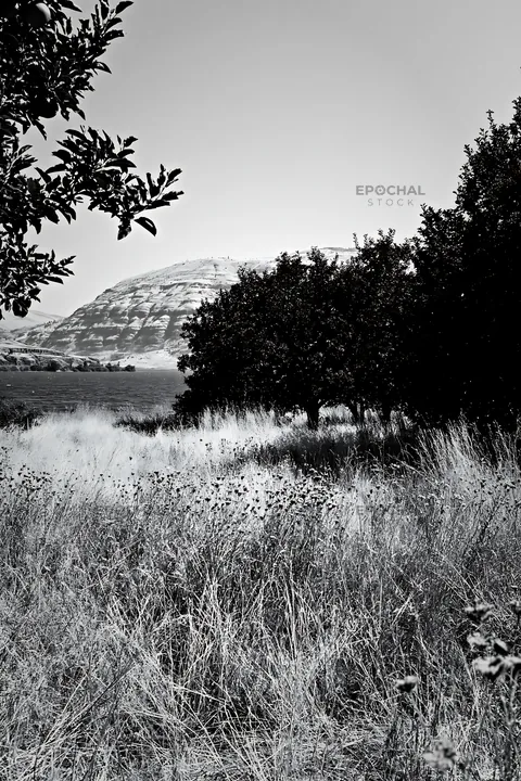 Black and white lakeshore apple meadow with trees and hills in the background - AI-generated stock image