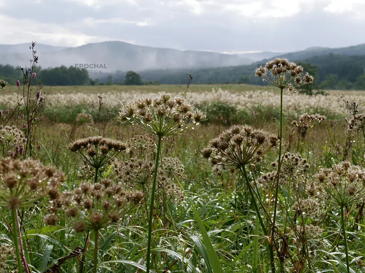 Iwate rain refreshed meadow seedhead foreground - AI-generated stock image