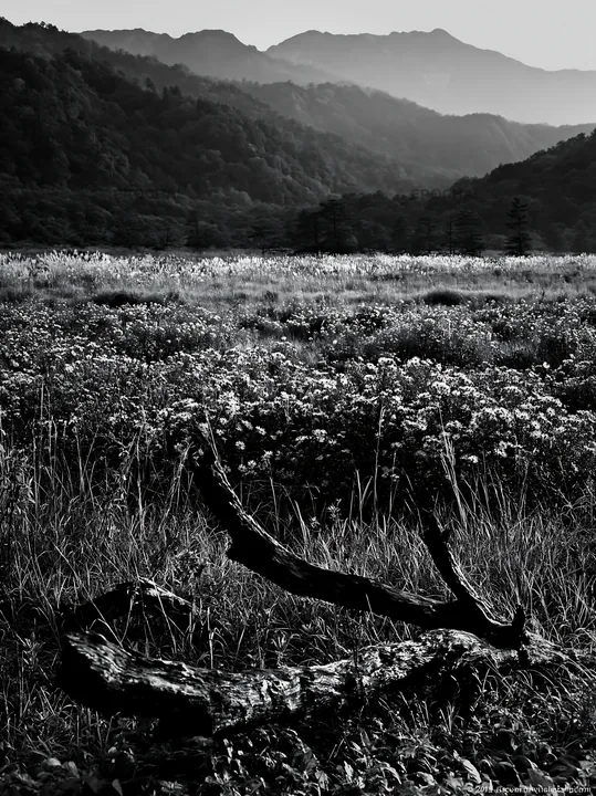 Black and white yamagata rewilded meadow fallen branch in foreground with hills - AI-generated stock image