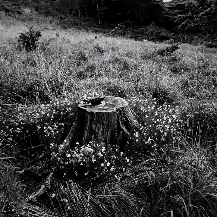 Black and white fukushima native meadow with weathered stump surrounded by plants - AI-generated stock image