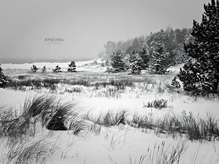 Snowy dune meadow landscape with trees near the coast - AI-generated stock image