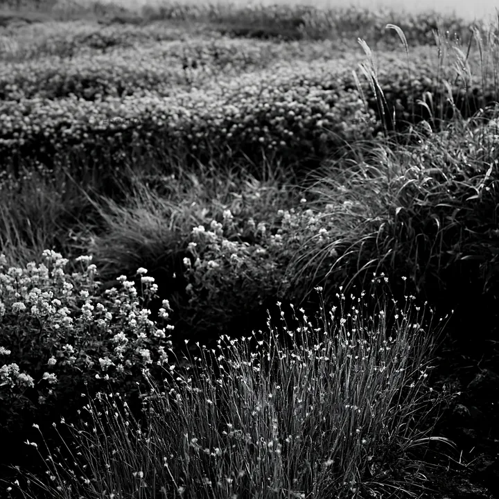 Black and white iwate rain refreshed meadow seedhead foreground - AI-generated stock image