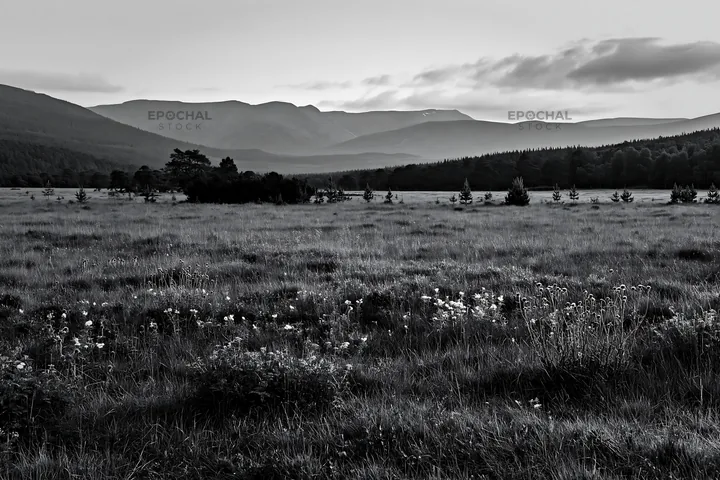 Wildflower meadow under cloudy sky in the mountains - AI-generated stock image