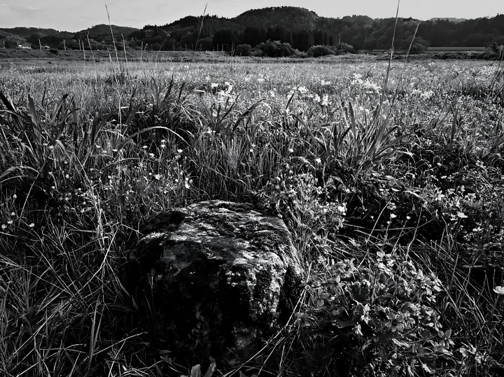 Black and white miyagi spring recovery meadow mossy stone surrounded by flowers - AI-generated stock image