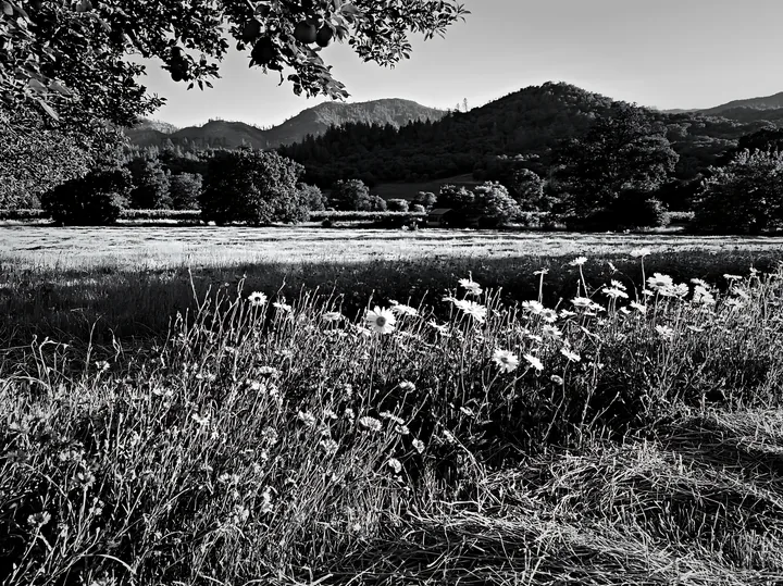 Foothill orchard meadow with trees and flowers in black and white - AI-generated stock image