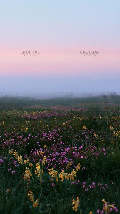 Spring meadow with wildflowers at dawn - AI-generated stock image