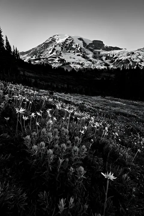 Mount Rainier wildflower meadow at sunrise - AI-generated stock image