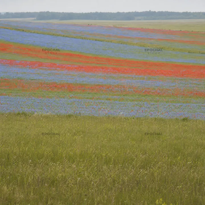 Poppy flax meadow with colorful flowers in a rural setting - AI-generated stock image
