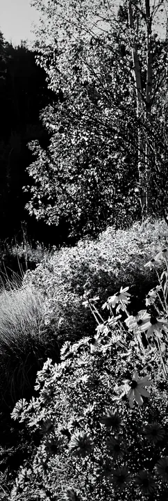 Open Christmas meadow with grasses and baubles in winter - AI-generated stock image