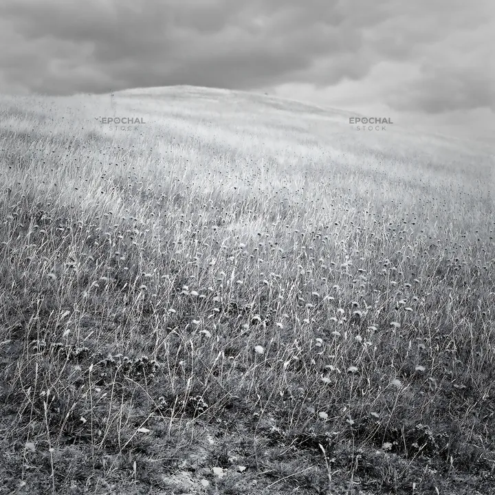 Cloudy dry flower meadow with overcast sky and grey tones - AI-generated stock image