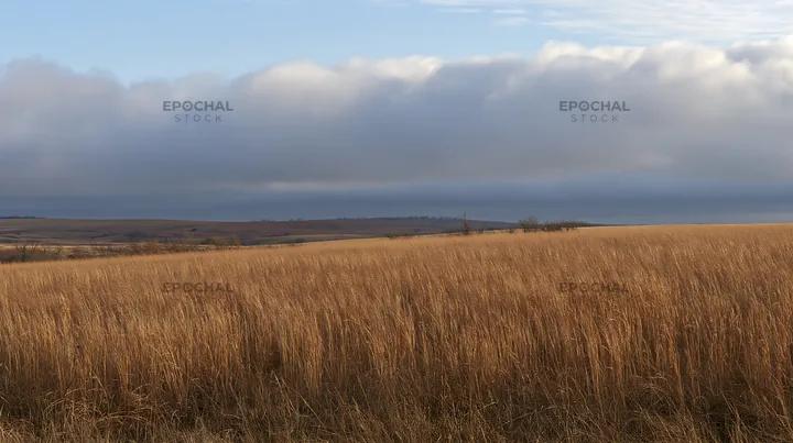 Seedhead meadow with tall grass and cloudy sky - AI-generated stock image