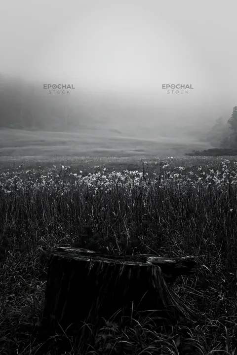Black and white fukushima native meadow with weathered stump - AI-generated stock image