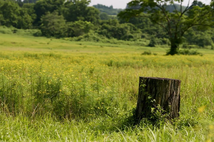 Fukushima native meadow with weathered stump - AI-generated stock image