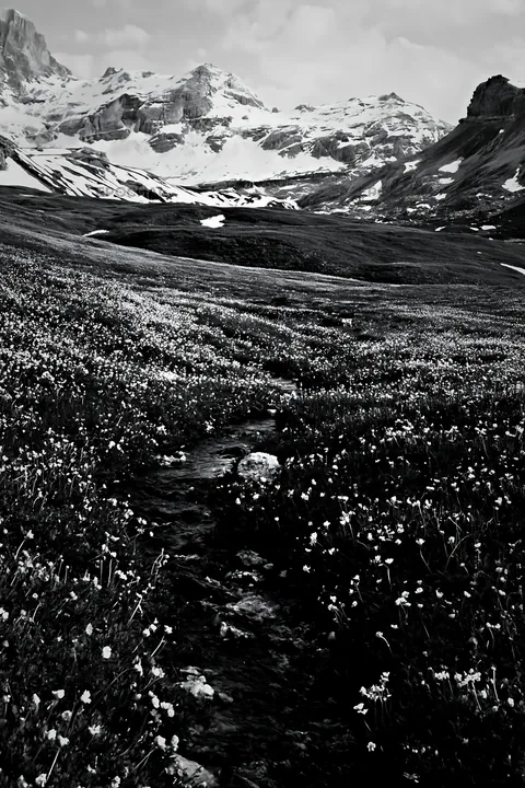 Rolling valley meadows with flowers and mountains in distance - AI-generated stock image