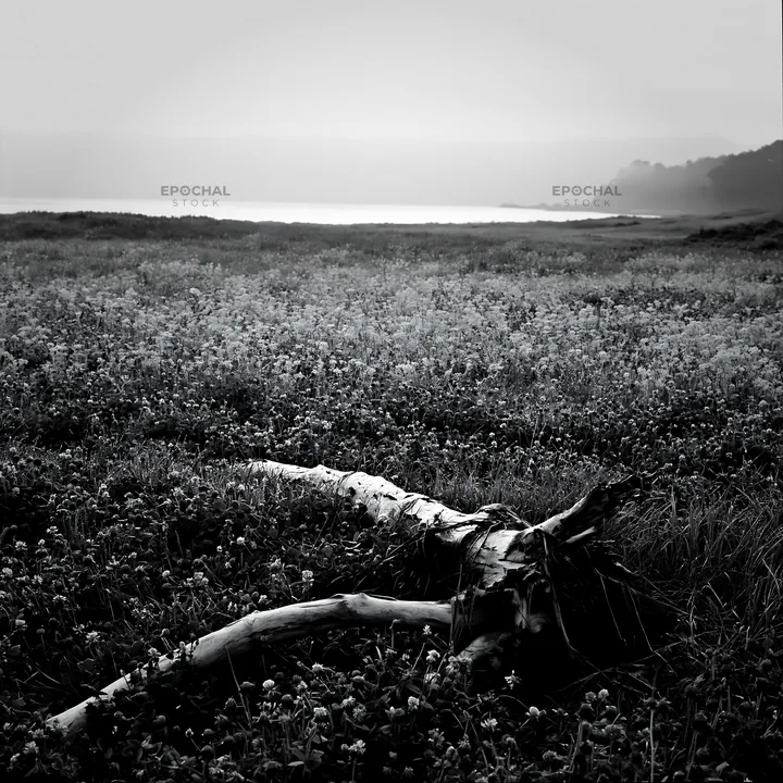Coastal meadow with driftwood in Nagasaki at dusk - AI-generated stock image