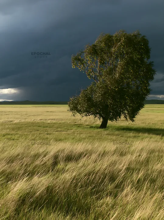 Storm clouds over a field with a lone tree - AI-generated stock image