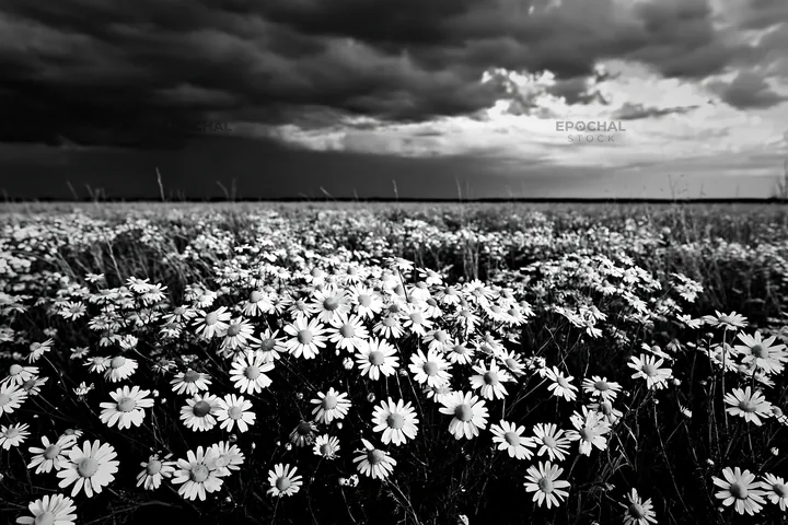 Chamomile meadow under dark clouds in an open field - AI-generated stock image