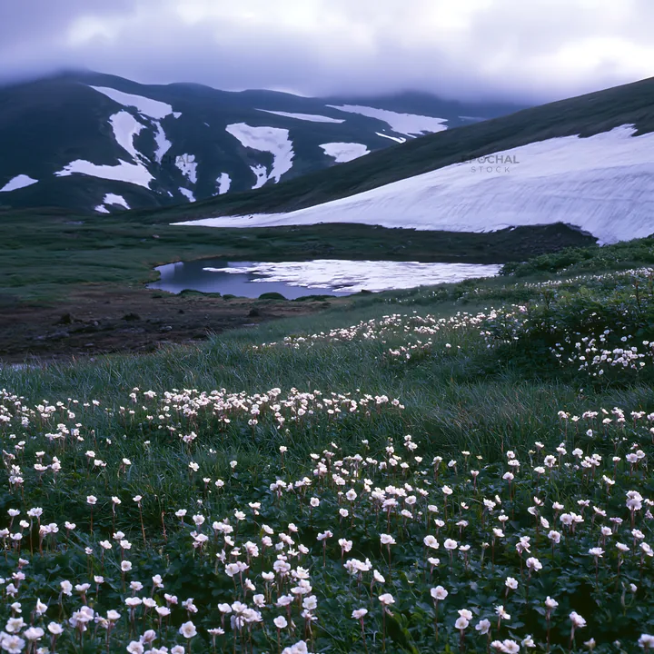 Light rays over Daisetsuzan alpine meadow with blooming flowers - AI-generated stock image