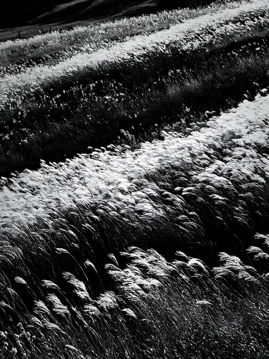 Hokkaido silver grass meadow seedheads in climate-resilient setting - AI-generated stock image
