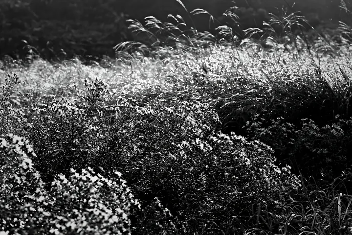 Black and white fukui native grass meadow rain droplets with blooming flowers - AI-generated stock image