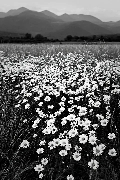 Meadow with white flowers under the Pyrenees mountains - AI-generated stock image