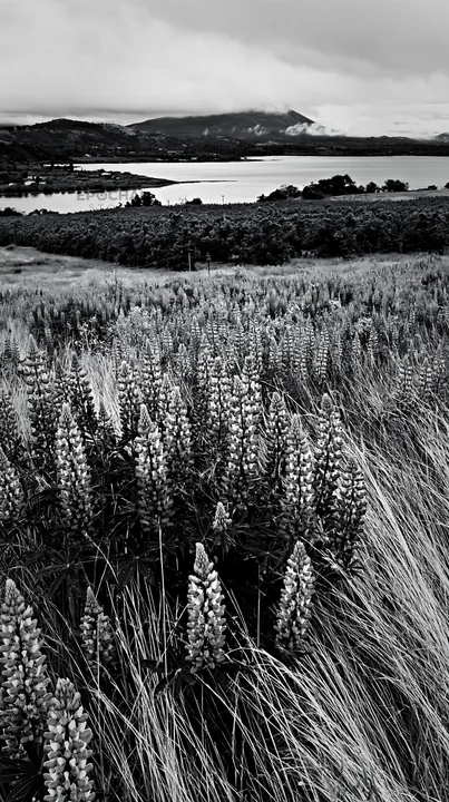 Black and white lakeside orchard meadow with blooming lupine flowers - AI-generated stock image