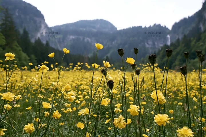 Cascade valley flower meadow with yellow blooms in summer - AI-generated stock image