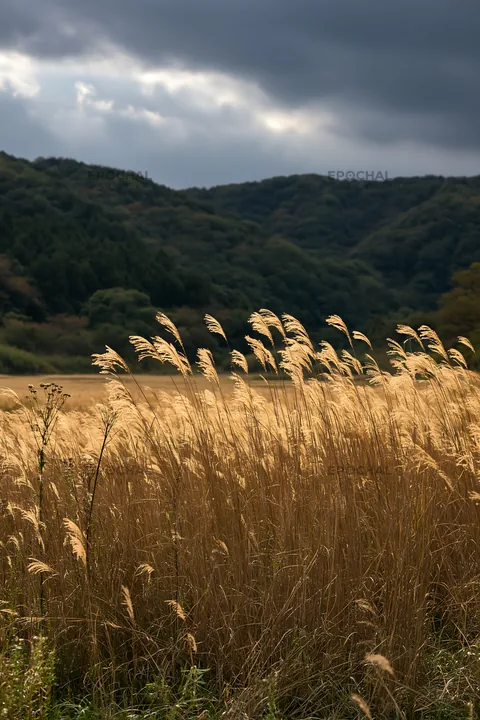 Golden meadow in Okayama with seedheads in the foreground - AI-generated stock image