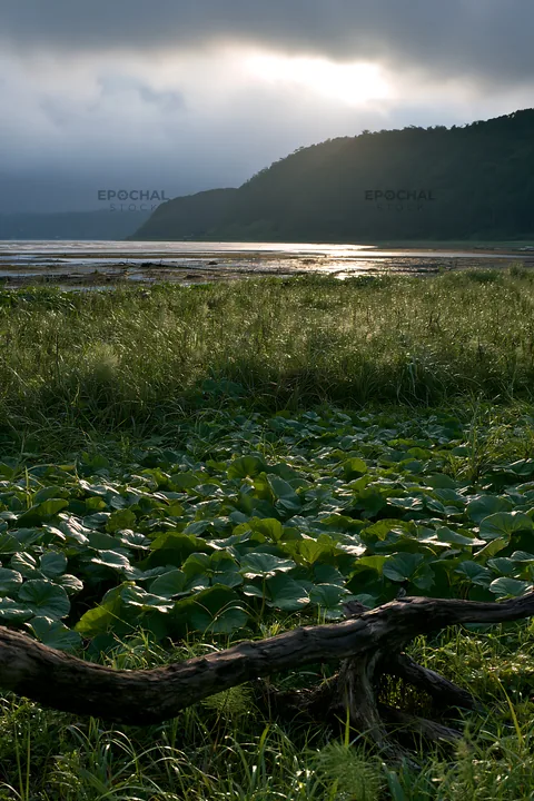 Nagasaki coastal meadow driftwood foreground mood - AI-generated stock image