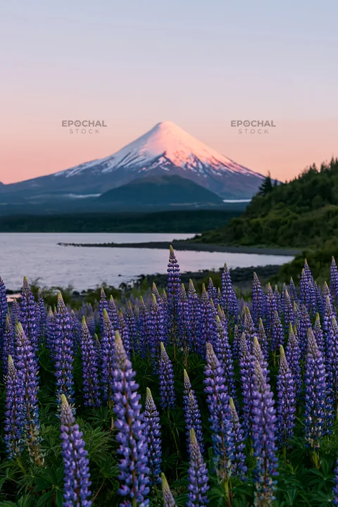Lupin meadow foreground with mountain view at sunset - AI-generated stock image