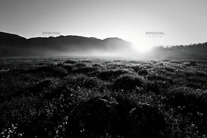 Black and white rewilded Akita silver grass meadow stones at sunrise - AI-generated stock image
