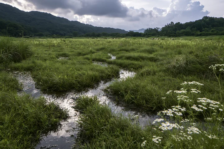Shizuoka seasonal meadow after heavy rain with green grass - AI-generated stock image