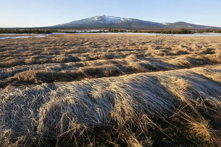 Akita snowmelt meadow with silver grasses under clear sky - AI-generated stock image
