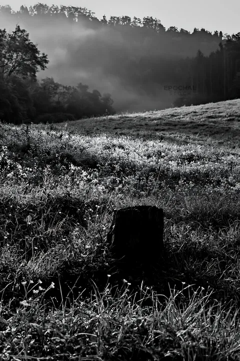 Black and white fukushima native meadow with weathered stump under soft light - AI-generated stock image