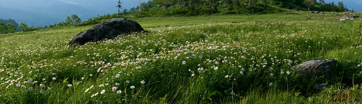 Aomori climate resilient meadow with boulder - AI-generated stock image
