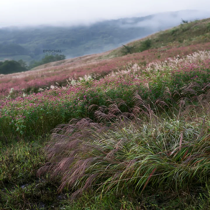 Iwate rain refreshed meadow seedhead foreground - AI-generated stock image