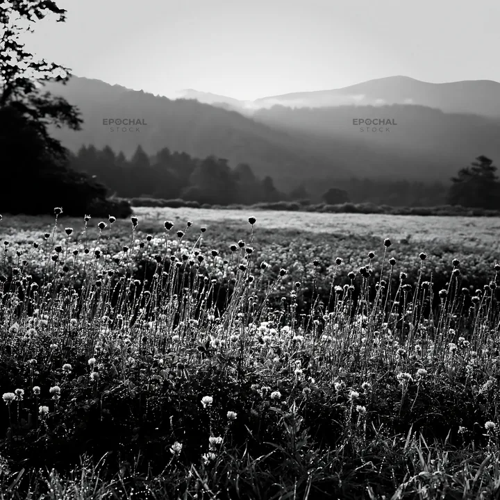Black and white iwate rain refreshed meadow seedhead foreground - AI-generated stock image