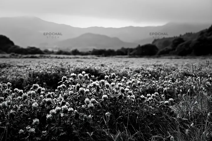Black and white iwate rain refreshed meadow seedhead foreground with pink flowers - AI-generated stock image
