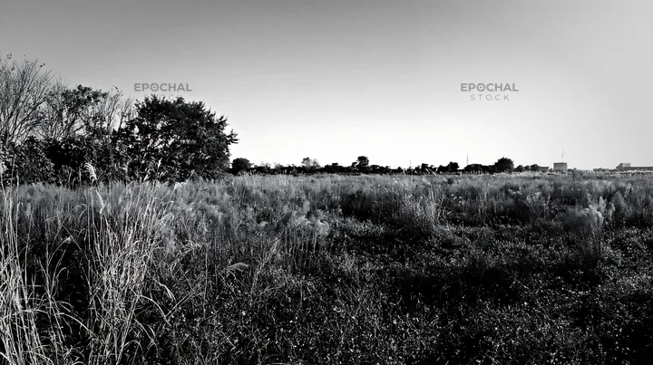 Black and white aichi restored meadow autumn seedheads foreground - AI-generated stock image