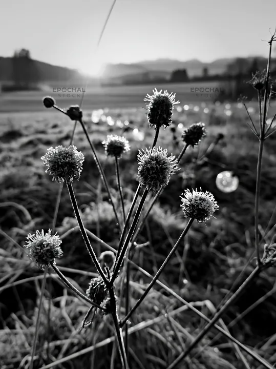 Frosty meadow with seedheads and lanterns during winter - AI-generated stock image