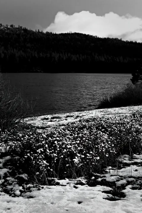 Snowy meadow by lakeside with flowers and wooded hills - AI-generated stock image