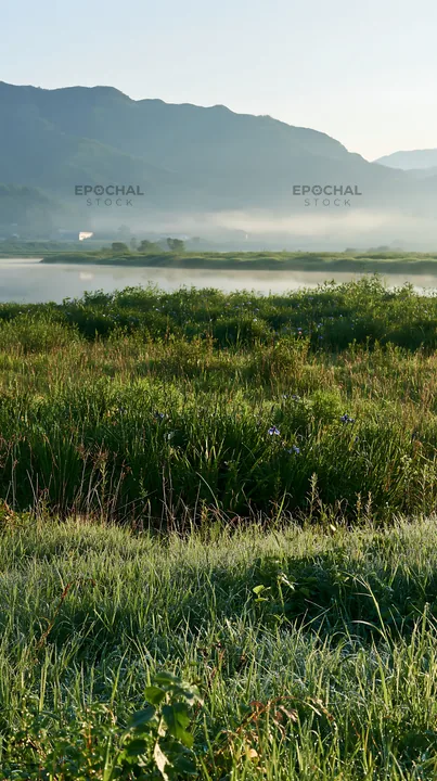Niigata floodplain restoration meadow dew foreground - AI-generated stock image