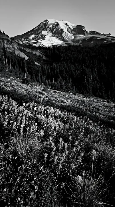 Paintbrush lupine meadow with mountain background - AI-generated stock image