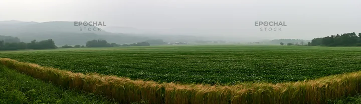 Iwate rain refreshed meadow seedhead foreground - AI-generated stock image