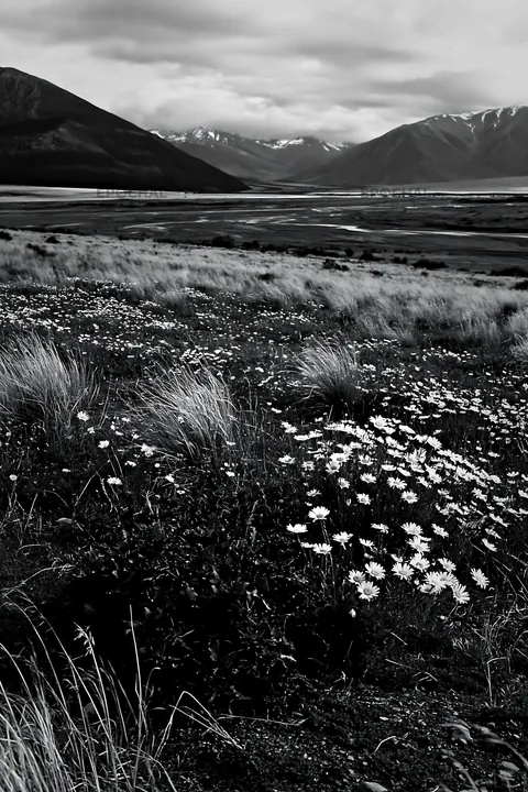 Climate-resilient meadow with wildflowers and mountains in view - AI-generated stock image