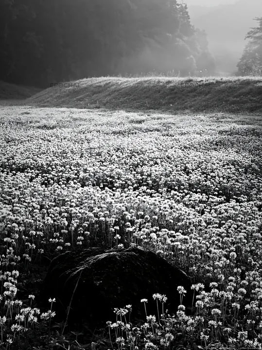 Misty meadow with moss covered stone in Shimane - AI-generated stock image