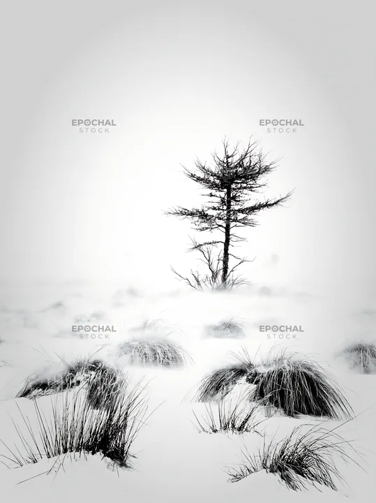 Snowbound meadow with a lone tree in winter landscape - AI-generated stock image
